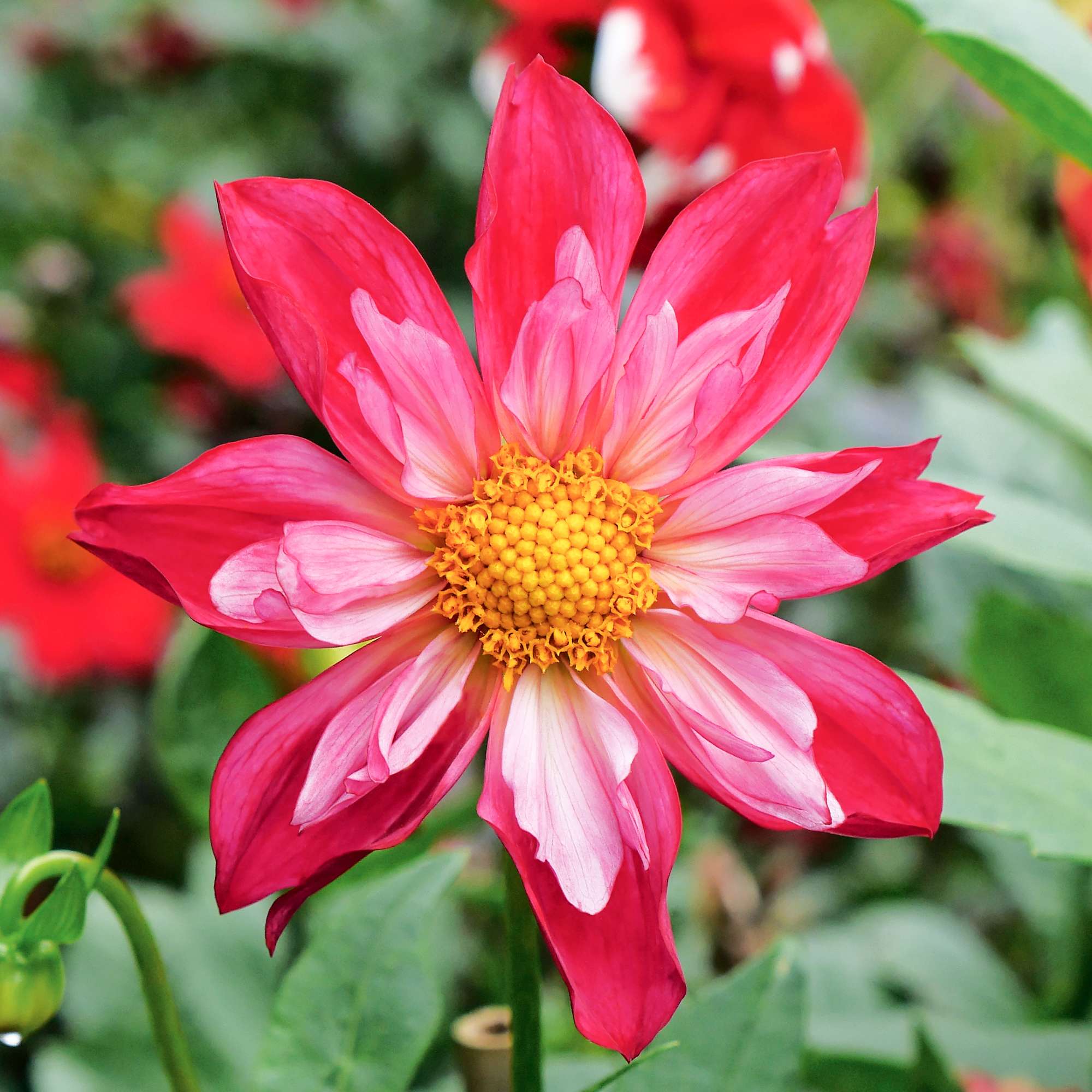 Dahlia 'Cherry Star'